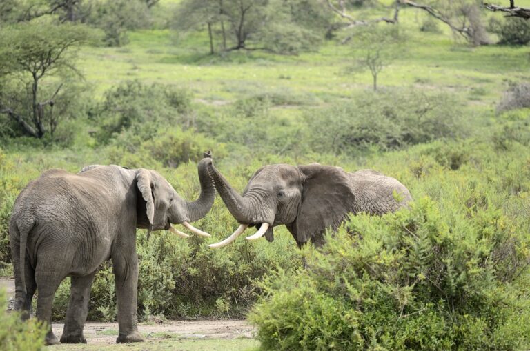 Lake manyara-my trip safari tour