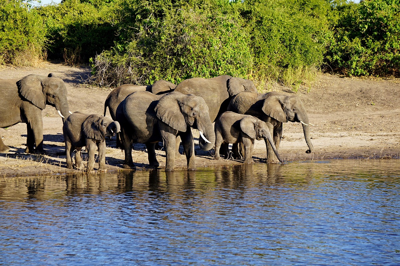my trip Adventures-Nerere national park
