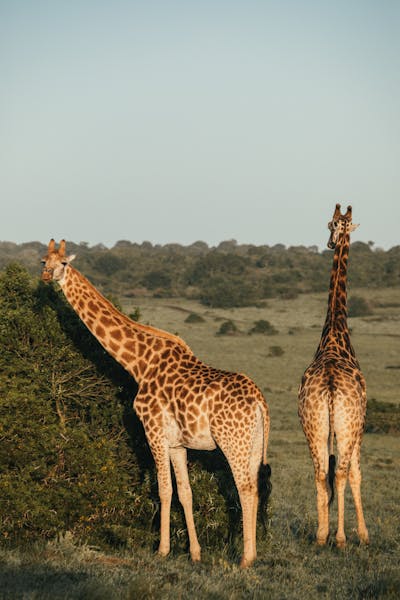 Giraffer