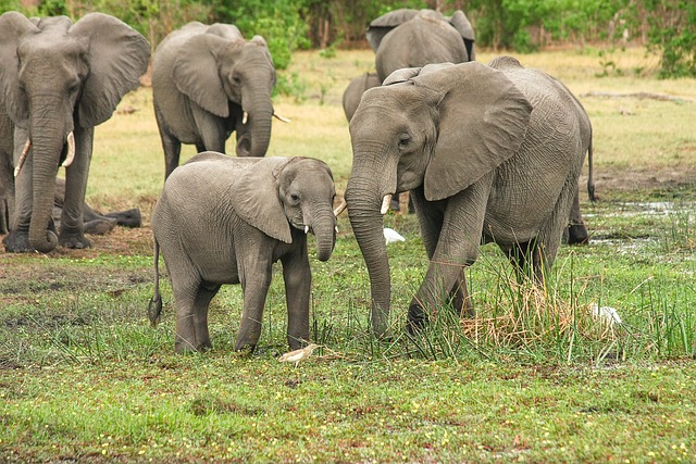 elephants-My trip adventure