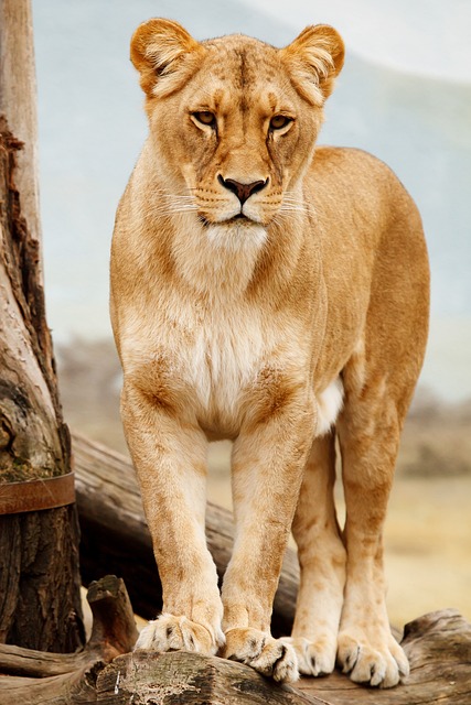 lion about
