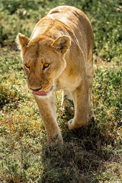 lionnn