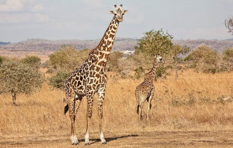 Mikumi_National_Park_My trip adventure 2