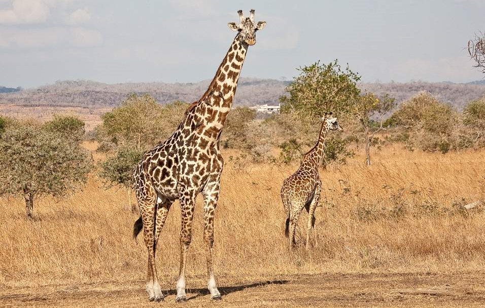 Mikumi_National_Park_My trip adventure 2