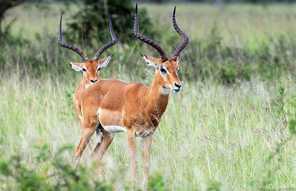 Mikumi_National_Park_My trip tours