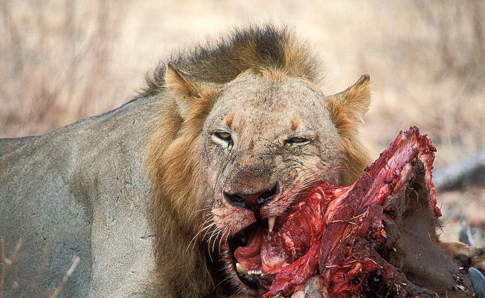 Nyerere_National_Park