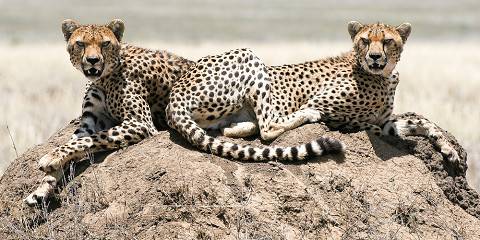 Serengeti_National_Park_my trip adventures