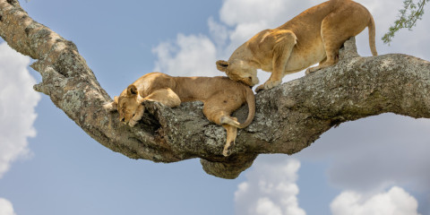 Tree climbing lion 1