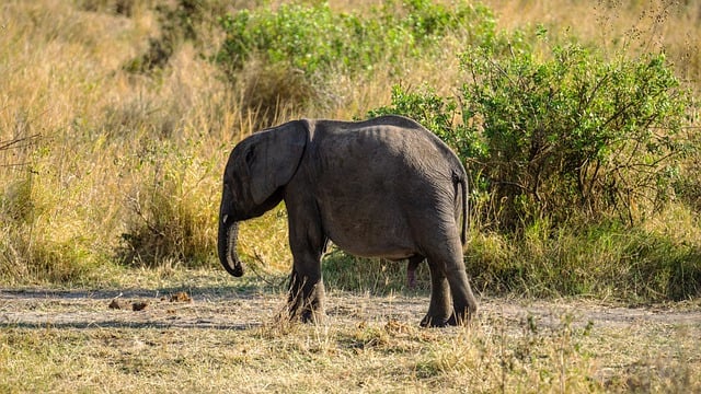 elephant-my trip safari
