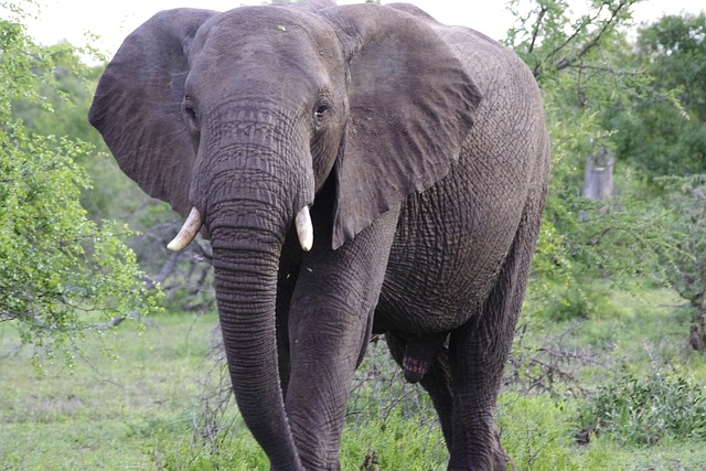 elephant selous - Copy