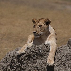 safari lion