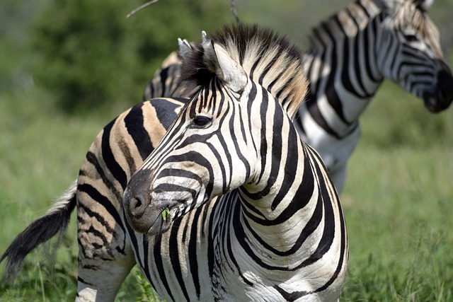 selous - Copy