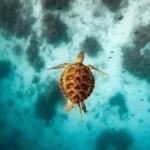 swim-with-sea-turtles-monkey-tour-the-rock-paje-beach-3848200