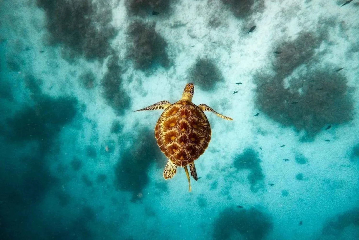swim-with-sea-turtles-monkey-tour-the-rock-paje-beach-3848200