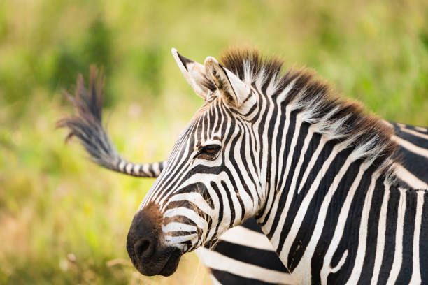 zebra my trip adventure