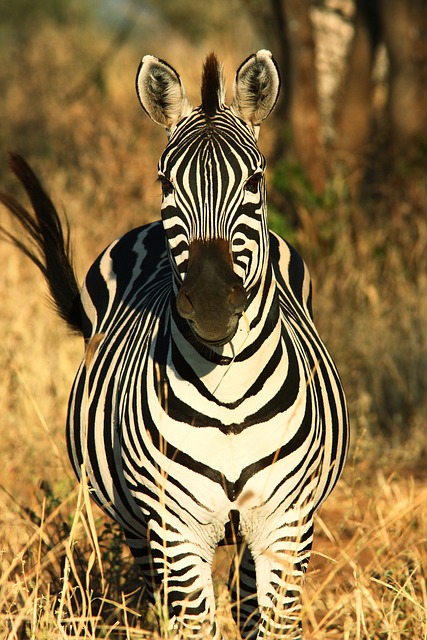 zebra safari in tanzania