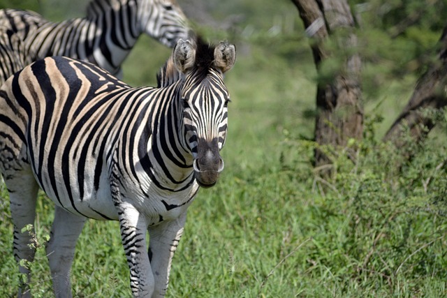 zebra selous - Copy