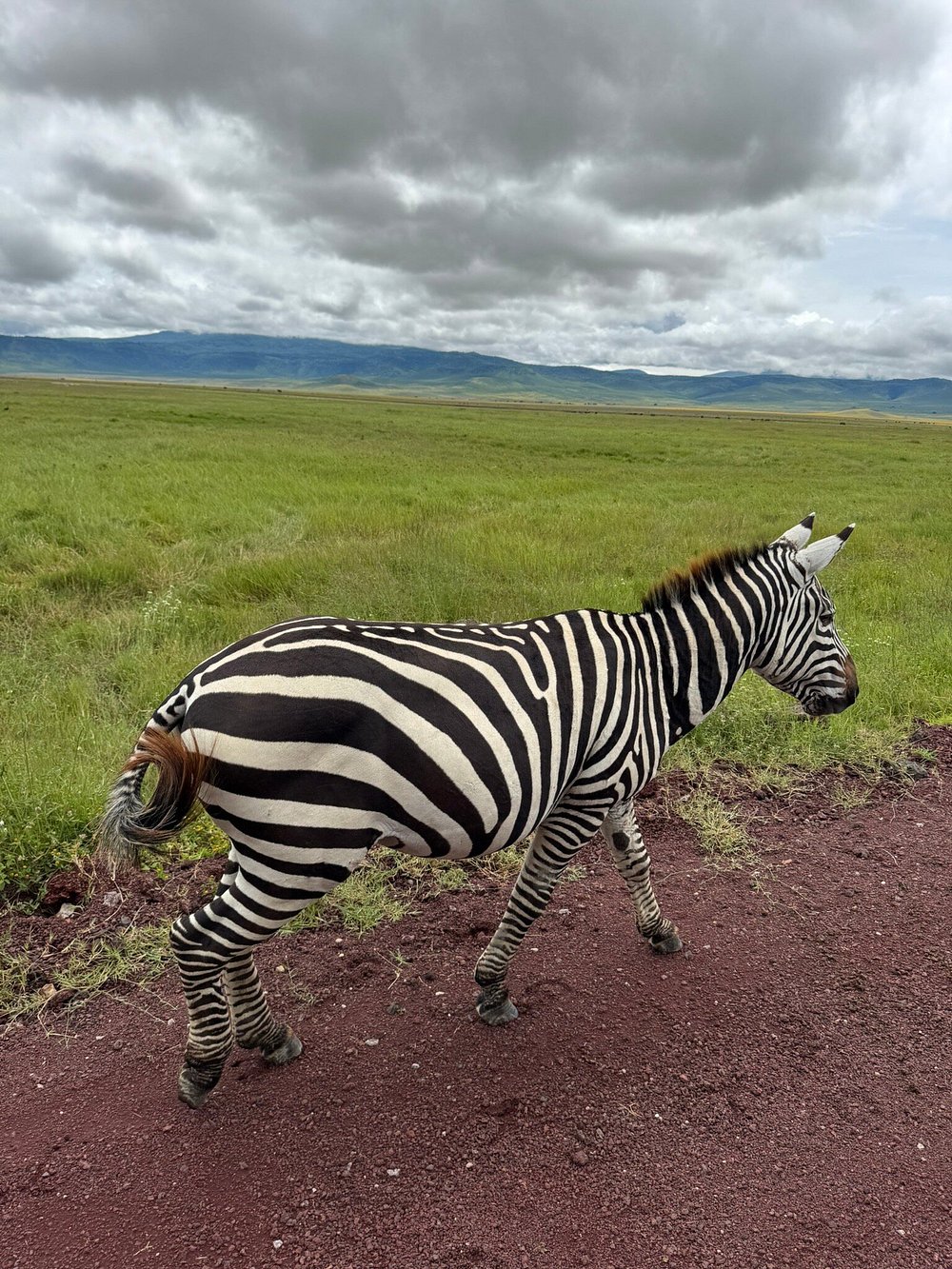 zebra serengeti
