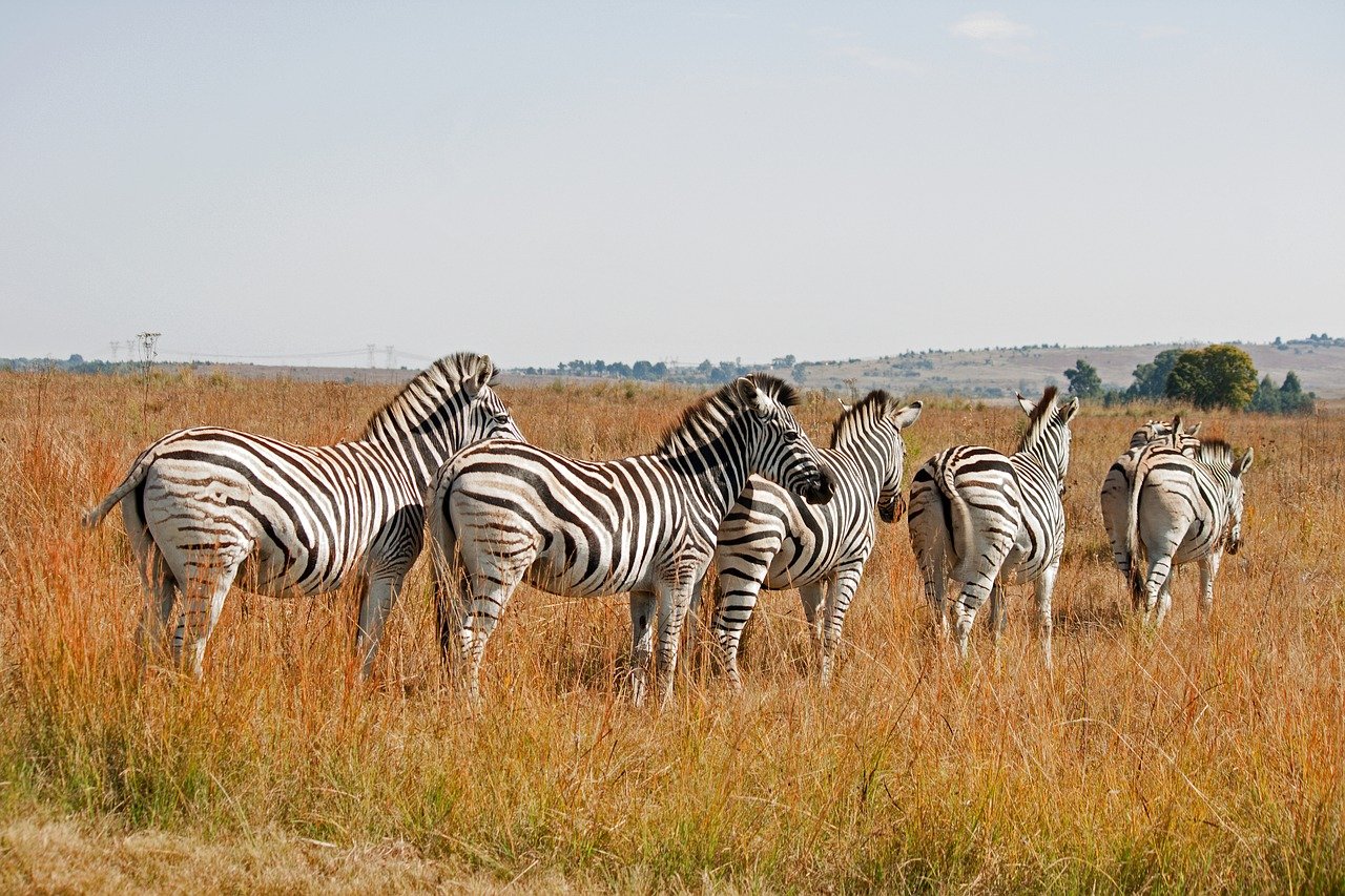 zebras-8403717_1280