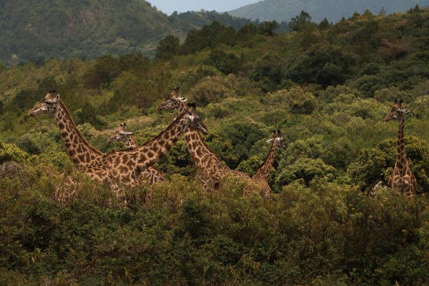 Group of giraffes roaming in the bushes of arusha national park, tanzania