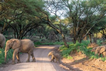 A family of African Bush Elephants, Loxodonta africana, fka African Elephant, including a small baby, crossing a dirt road in Manyara National Park, northern Tanzania, East Africa.
