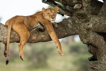 A lioness sprawls languidly across a sturdy tree branch, legs and tail draped in relaxed elegance. With her head raised and golden eyes alert, she exudes both power and serenity—a rare glimpse of tree-climbing behavior among lions in East Africa, likely in areas such as Lake Manyara or the Serengeti.