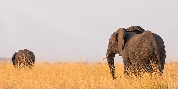 Boat safari in Nyerere National Park