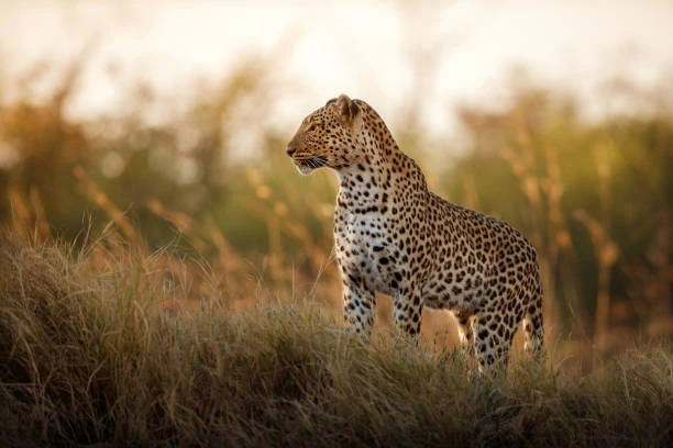 Leopard in Tarangire National Park
