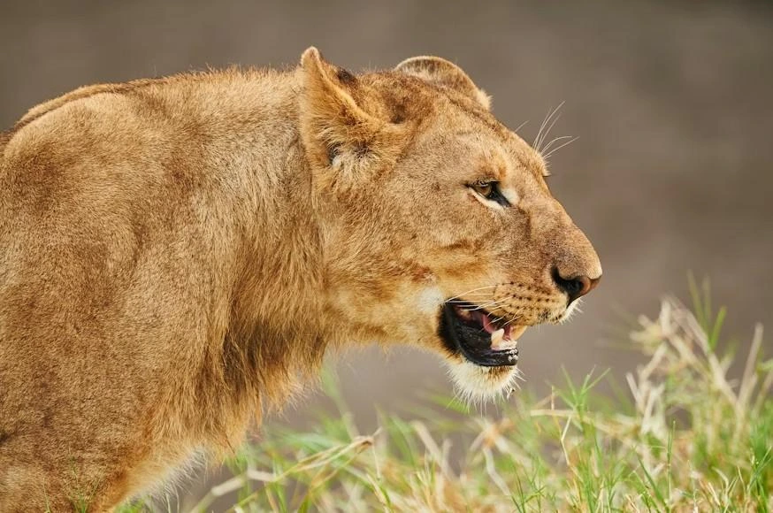 Lioness, Tanzania