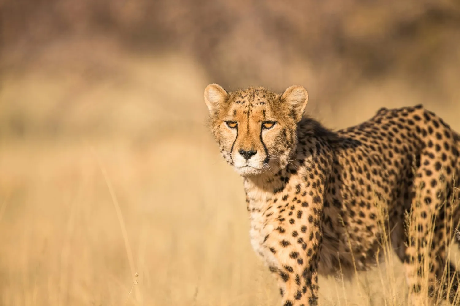 3 Day Nyerere Safari Combo