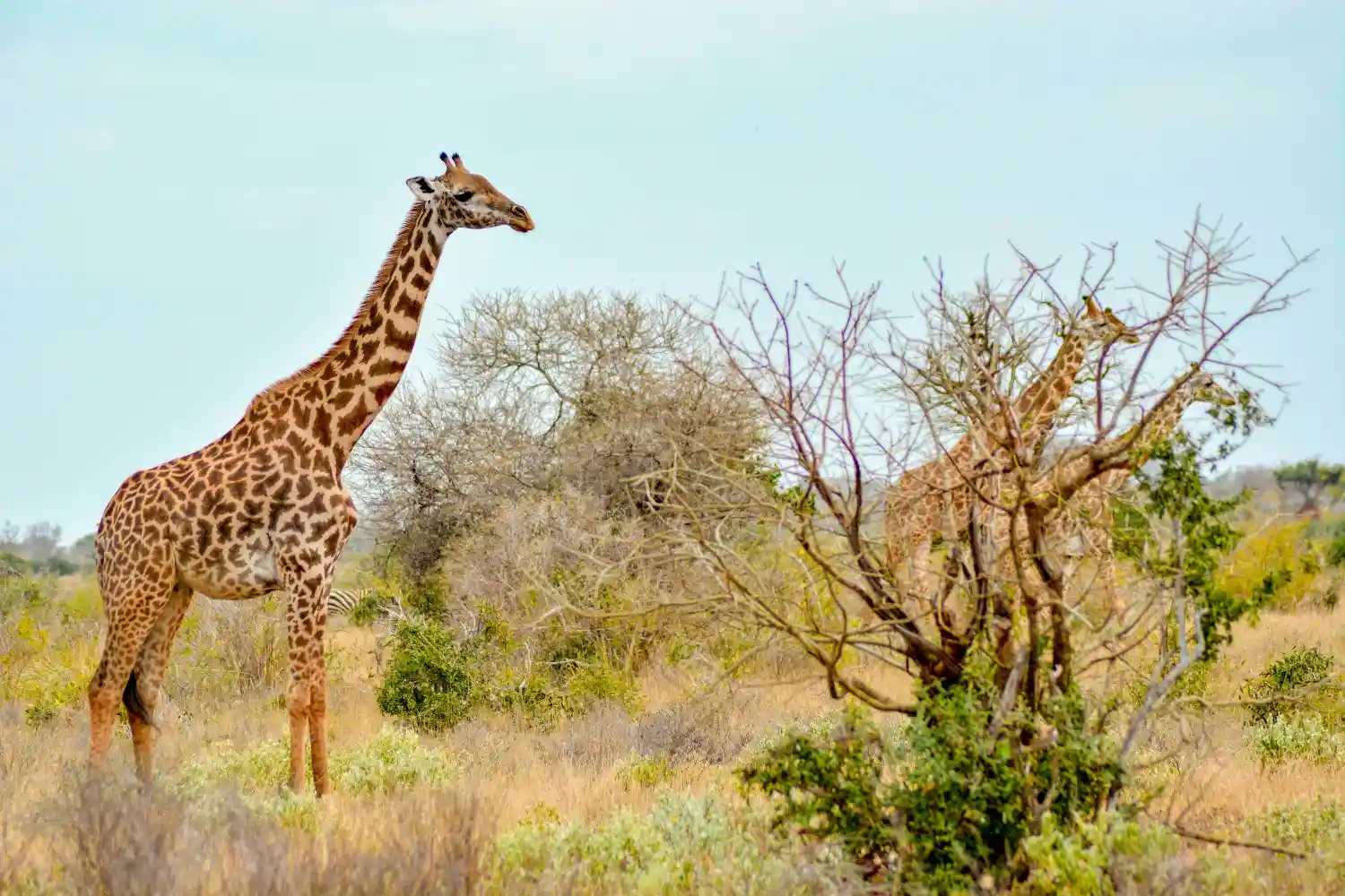 Budget-Tanzania-safaris-package