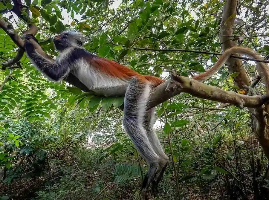 Jozani Forest Tour Zanzibar