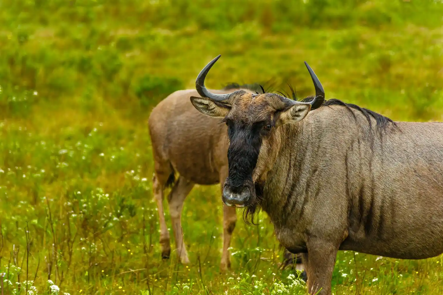Ngorongoro Crater Tour, Tanzania