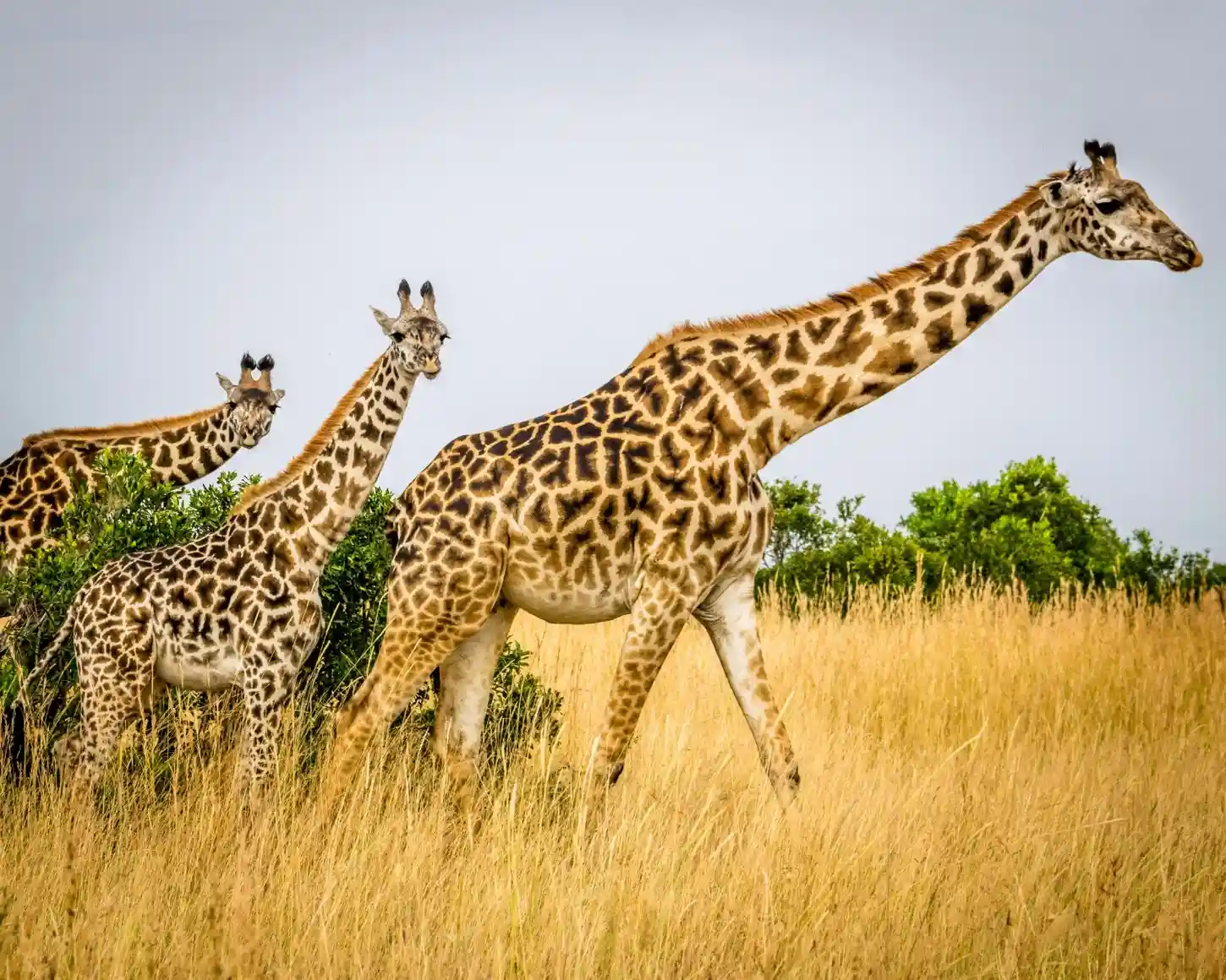 4-Day Mikumi and Udzungwa Safari