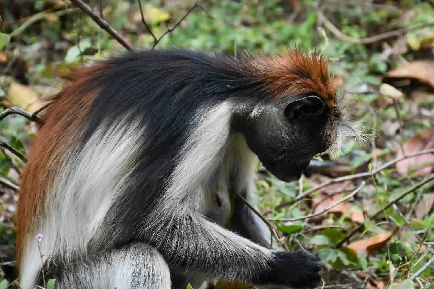 Red Colobus Monkay Jozani Forest Tour Zanzibar