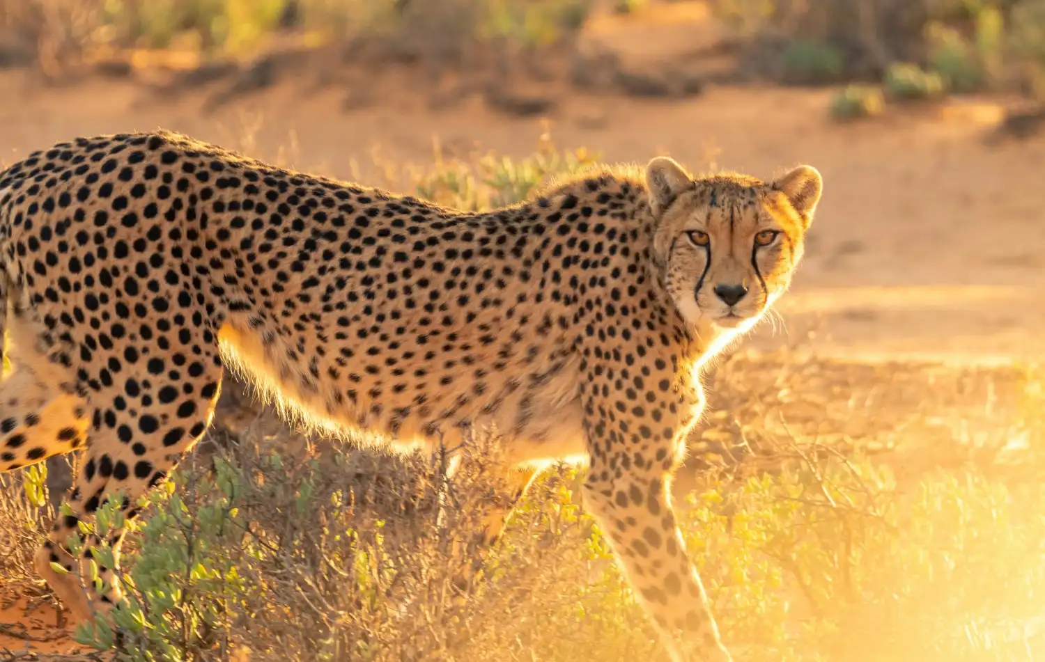Tanzania safari