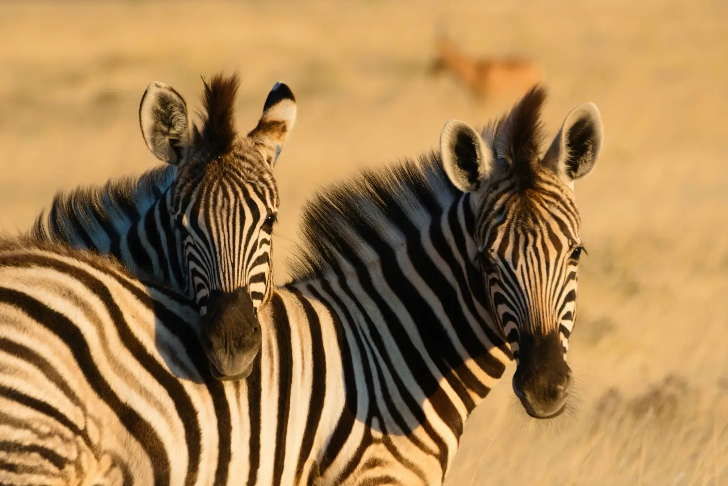 Tanzania safaris package 2026
