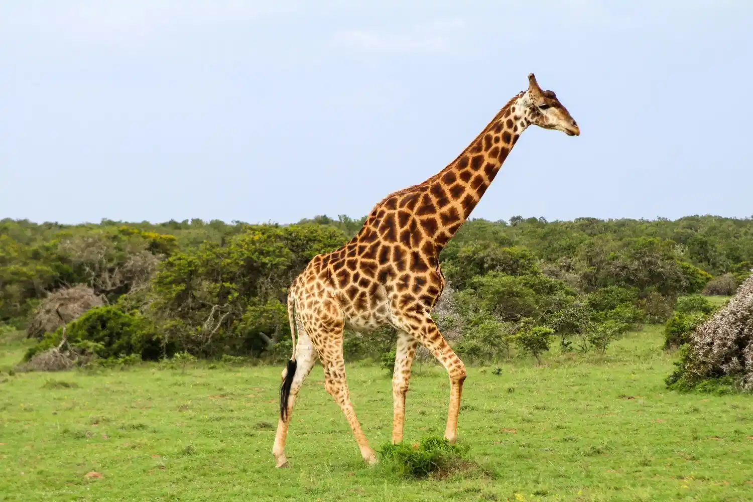 Tanzania safaris package