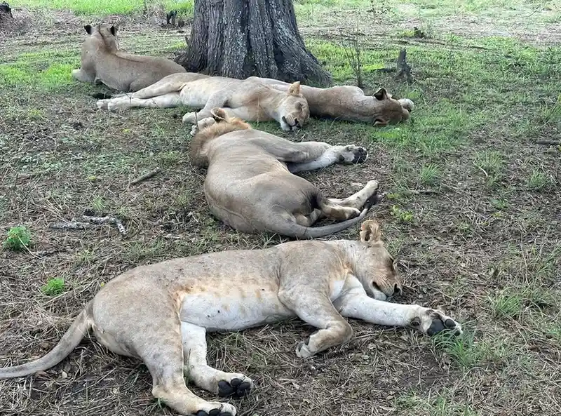 2 Day Mikumi Flight Safari from Zanzibar