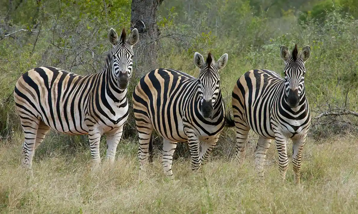 4 Day Mikumi Comfort Safari