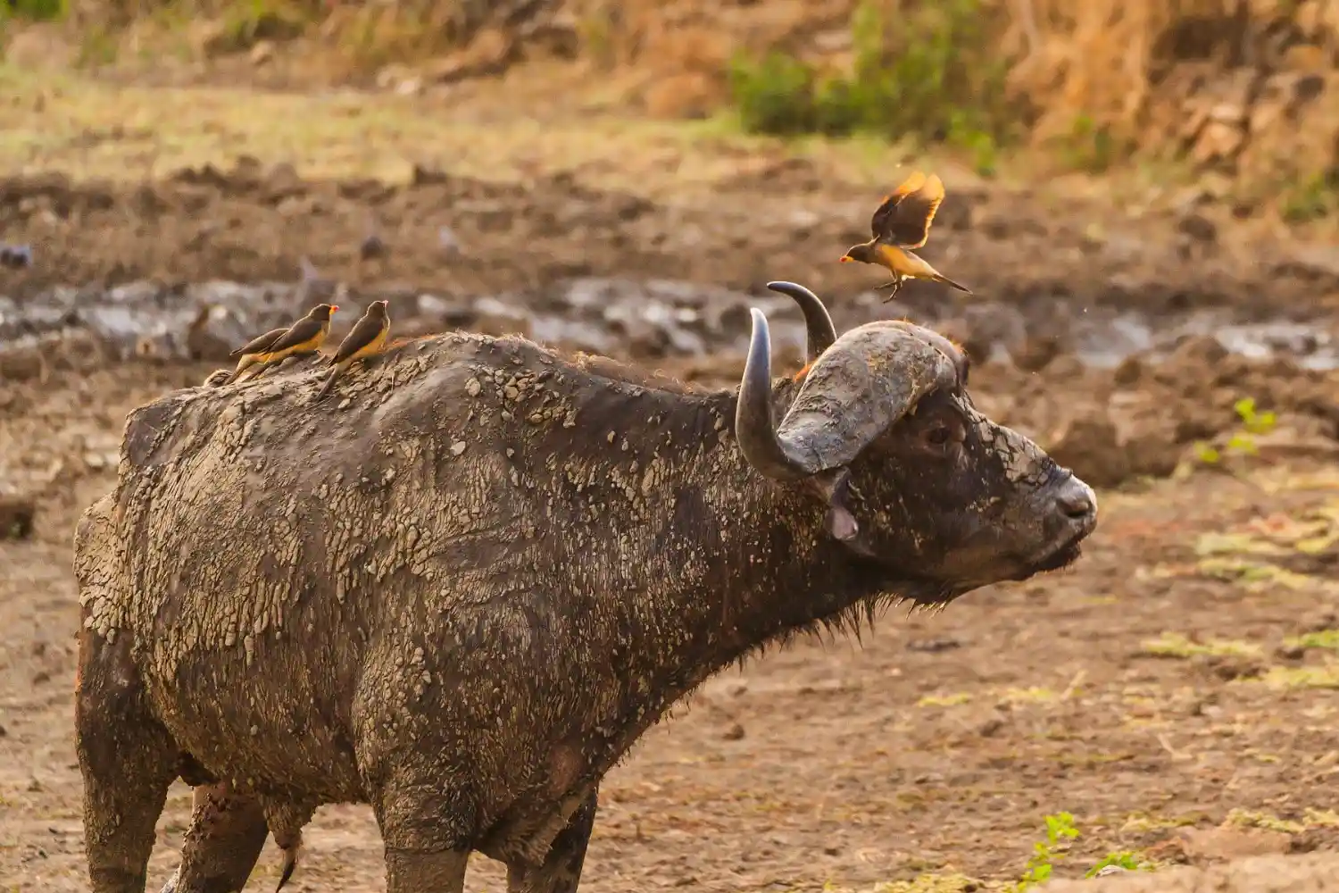mikuminationalpark-Buffalo