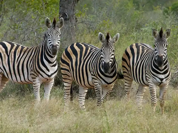 Best Tanzania safaris
