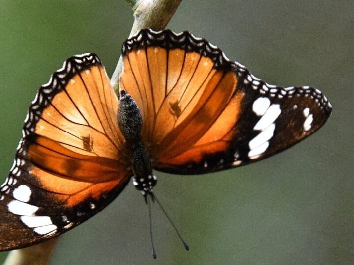 Zanzibar Butterfly Centre Visit