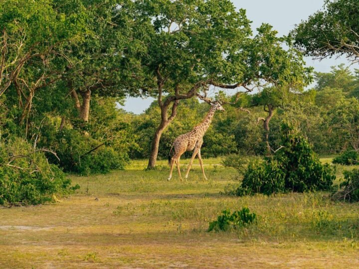 Giraffe browsing acacia woodland in Arusha National Park, northern Tanzania