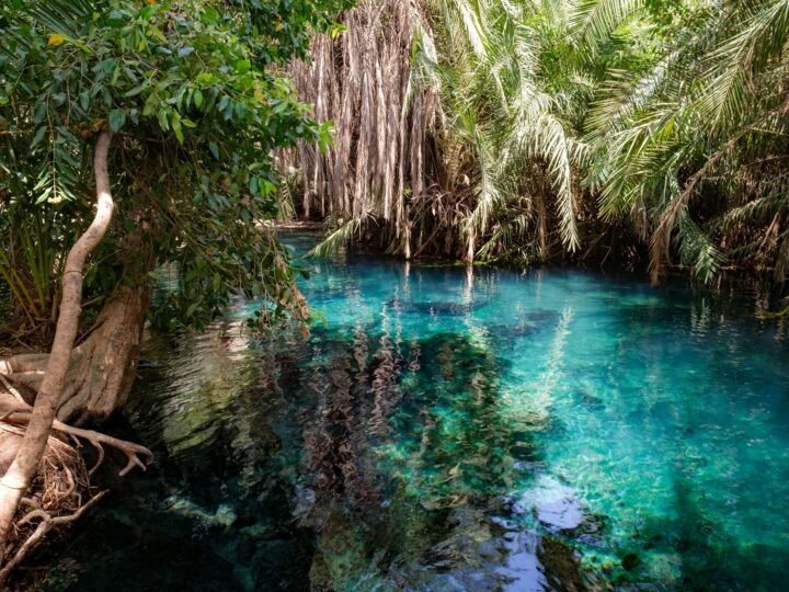 Clear blue water of Kikuletwa Chemka Hot Springs ringed by fig roots and palms at Rundugai, northern Tanzania