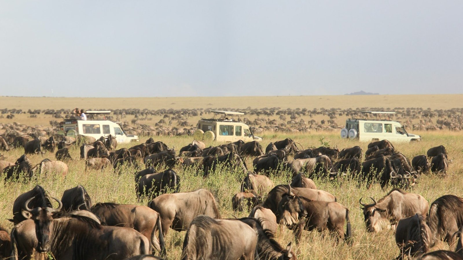 A herd of wildebeest grazing on open savanna with three safari vehicles behind, northern Tanzania