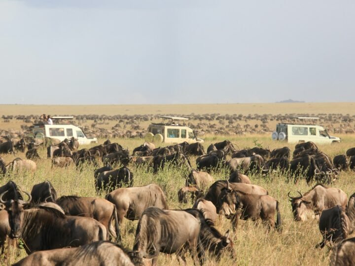 A herd of wildebeest grazing on open savanna with three safari vehicles behind, northern Tanzania