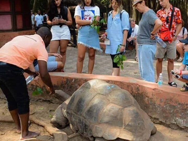 Aldabra giant tortoise with visitors on Prison Island, Zanzibar