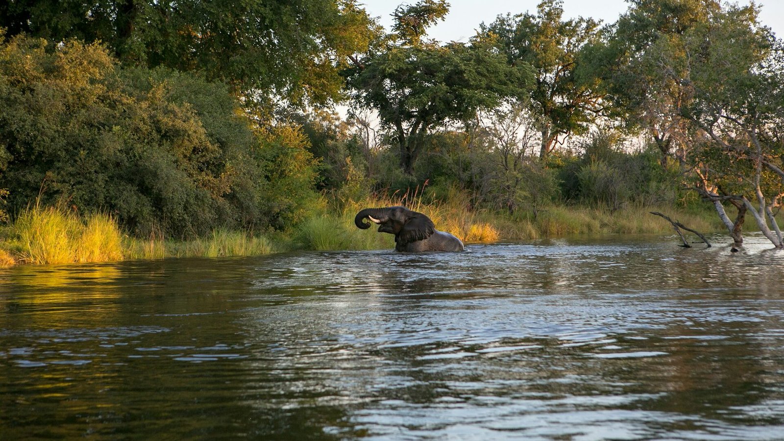 An elephant wading across a wide forest-lined river in southern Tanzania
