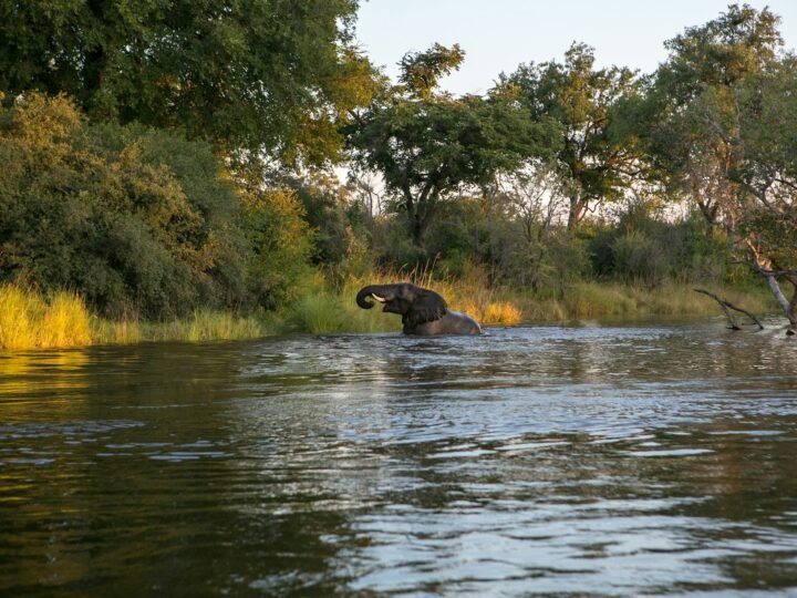 An elephant wading across a wide forest-lined river in southern Tanzania